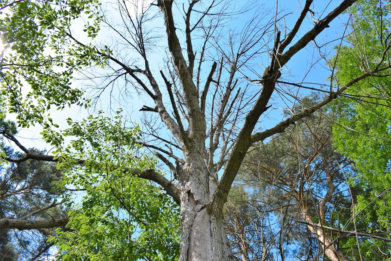 ash tree killed by emerald ash borer