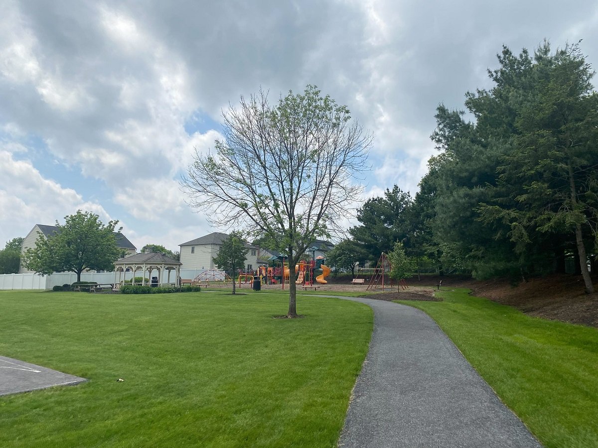 ash tree with emerald ash borer damage 2