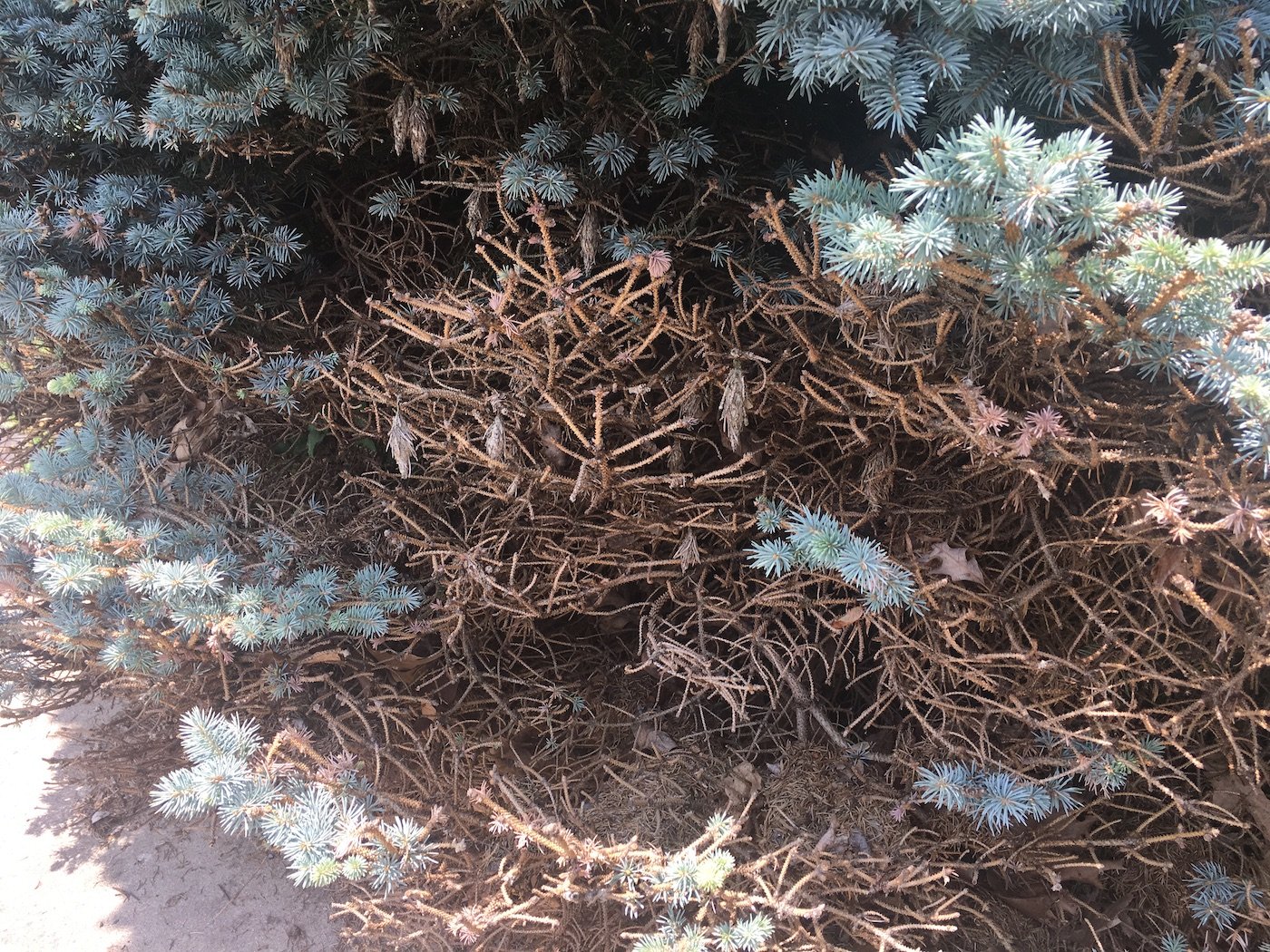 How to Prevent Common Arborvitae Problems