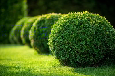 bushes in a row nicely trimmed