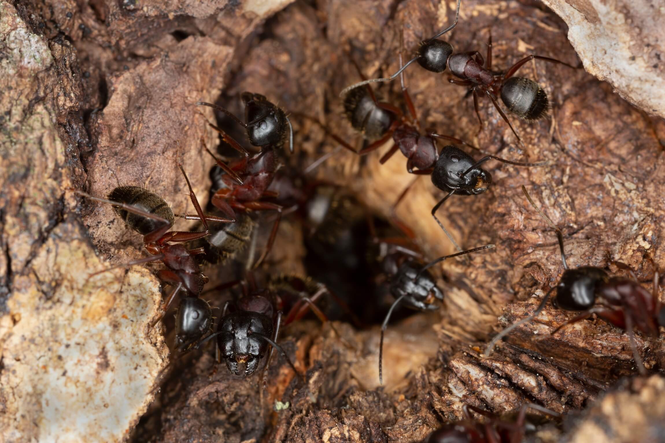 carpenter ants pest