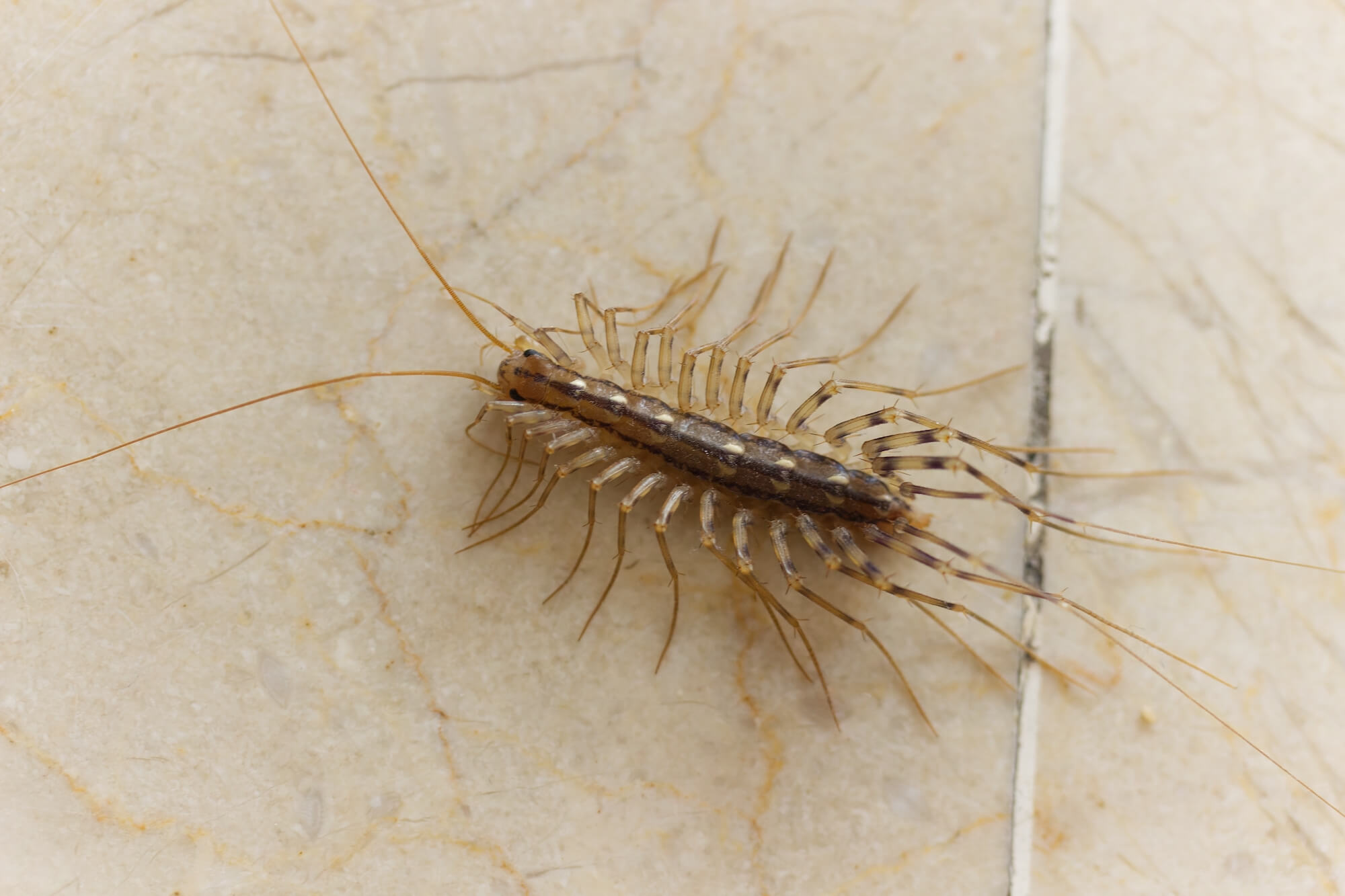 centipede pest