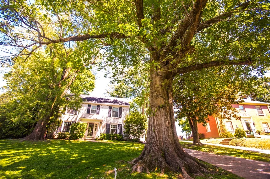 large tree over shaded lawn