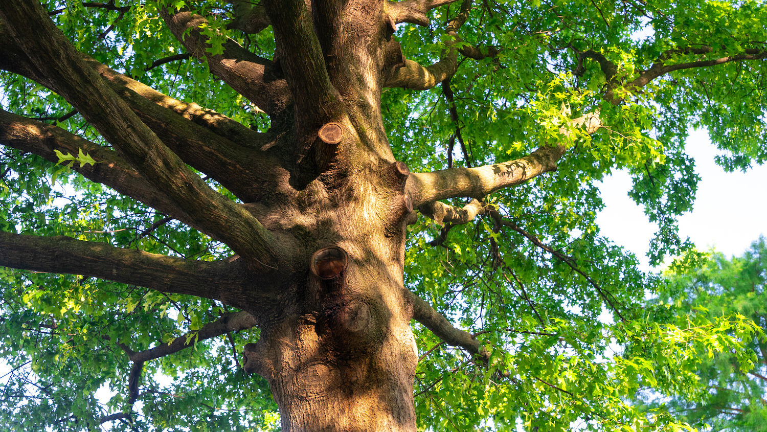 large tree with big branches 1