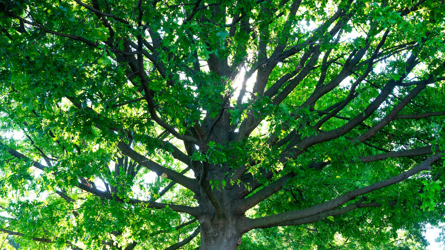 large tree with lots of branches and leaves 