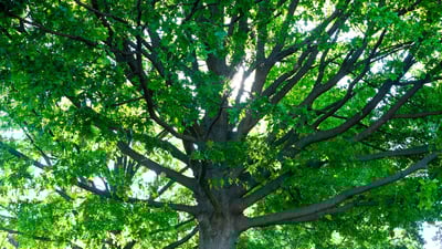 looking up at large tree 