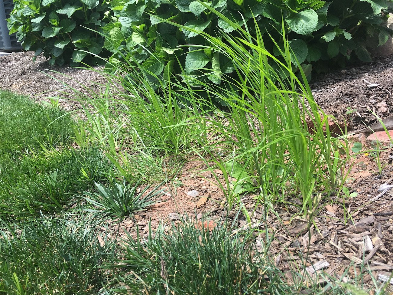 nutsedge in landscaping