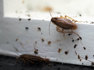 bug crawling on window frame 