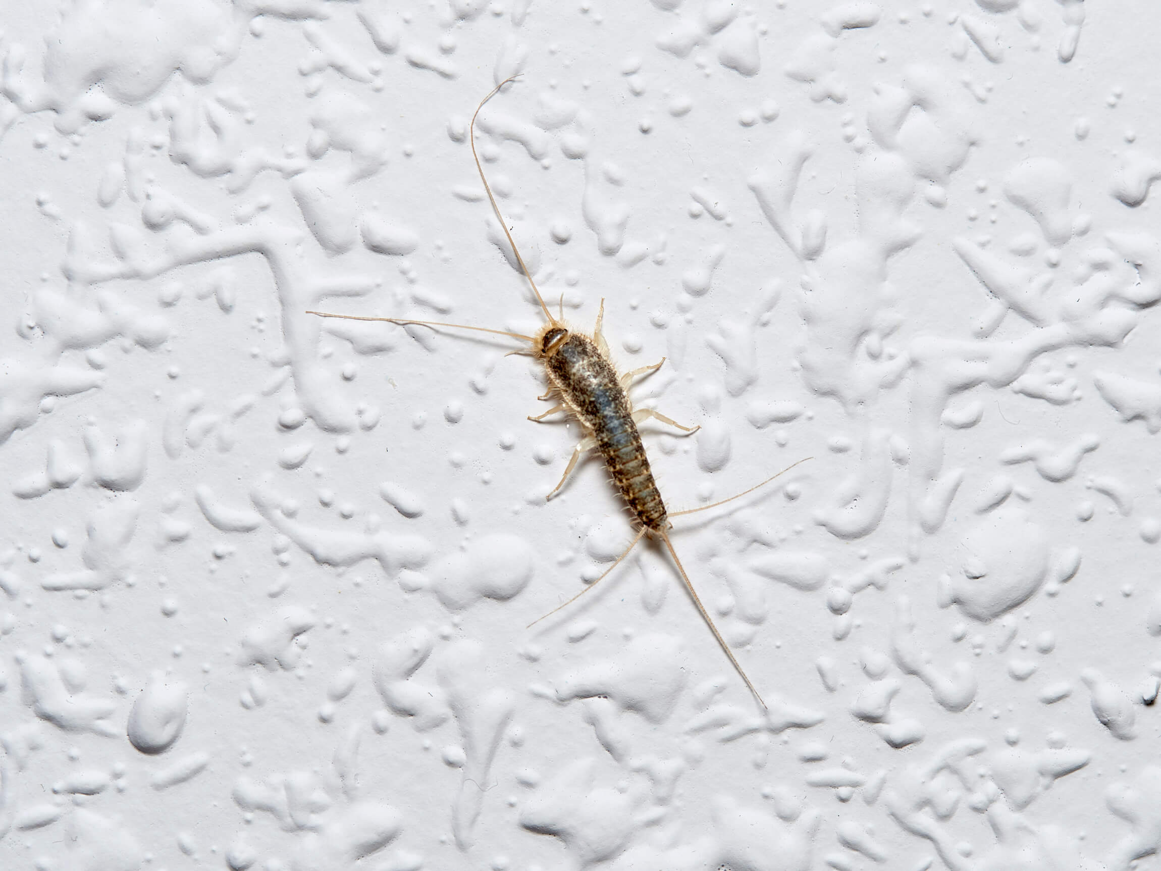 silverfish pest