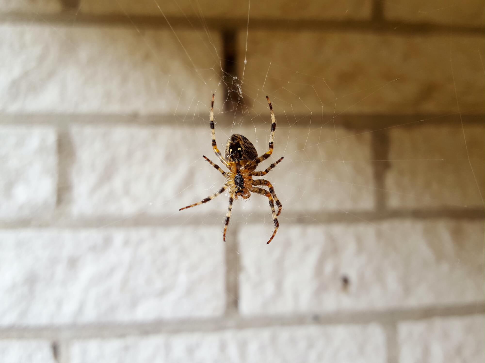 spider pest on web