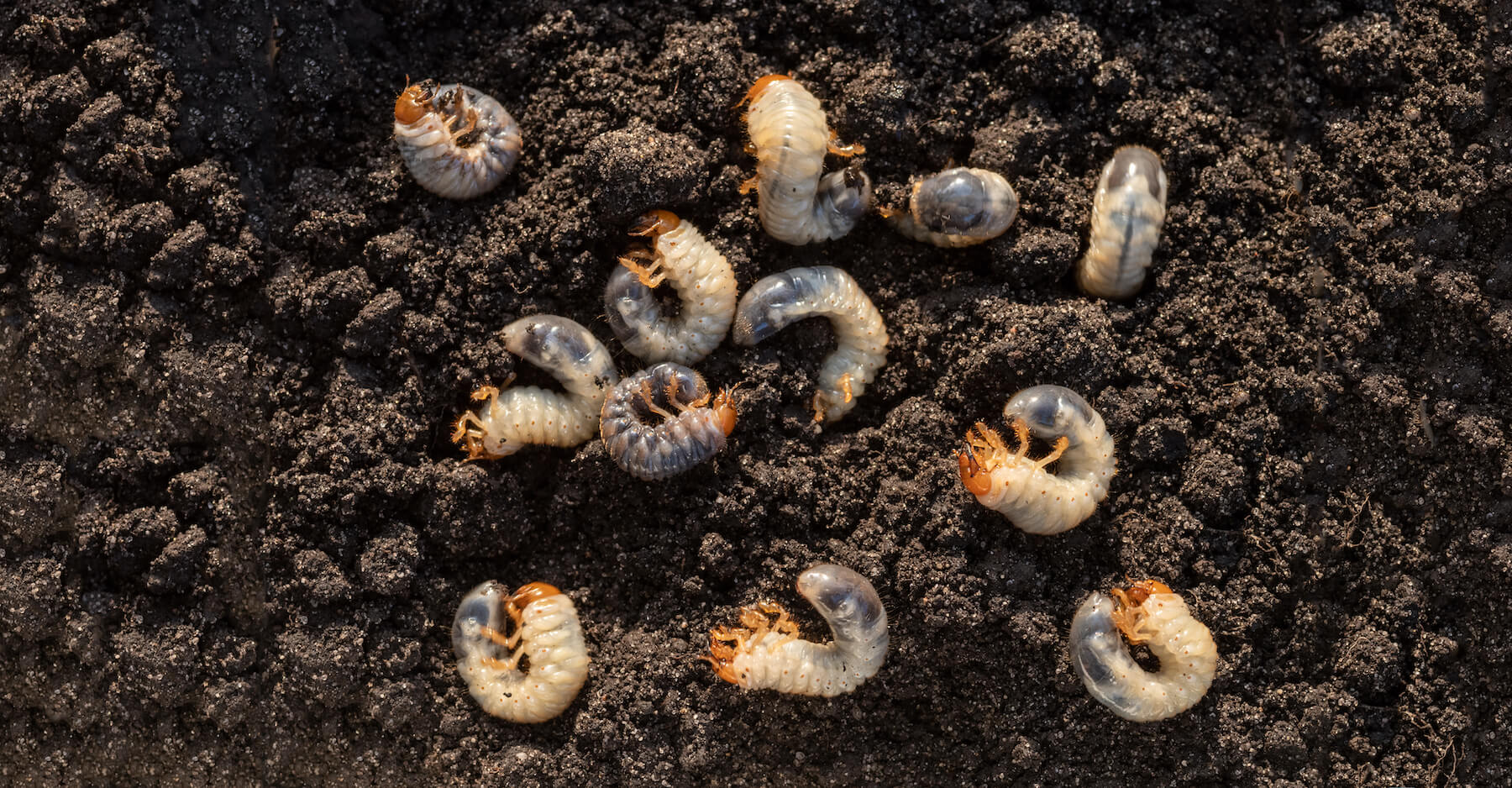 white chafer grub in soil