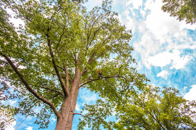 large trees
