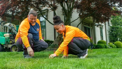 tech looking at lawn