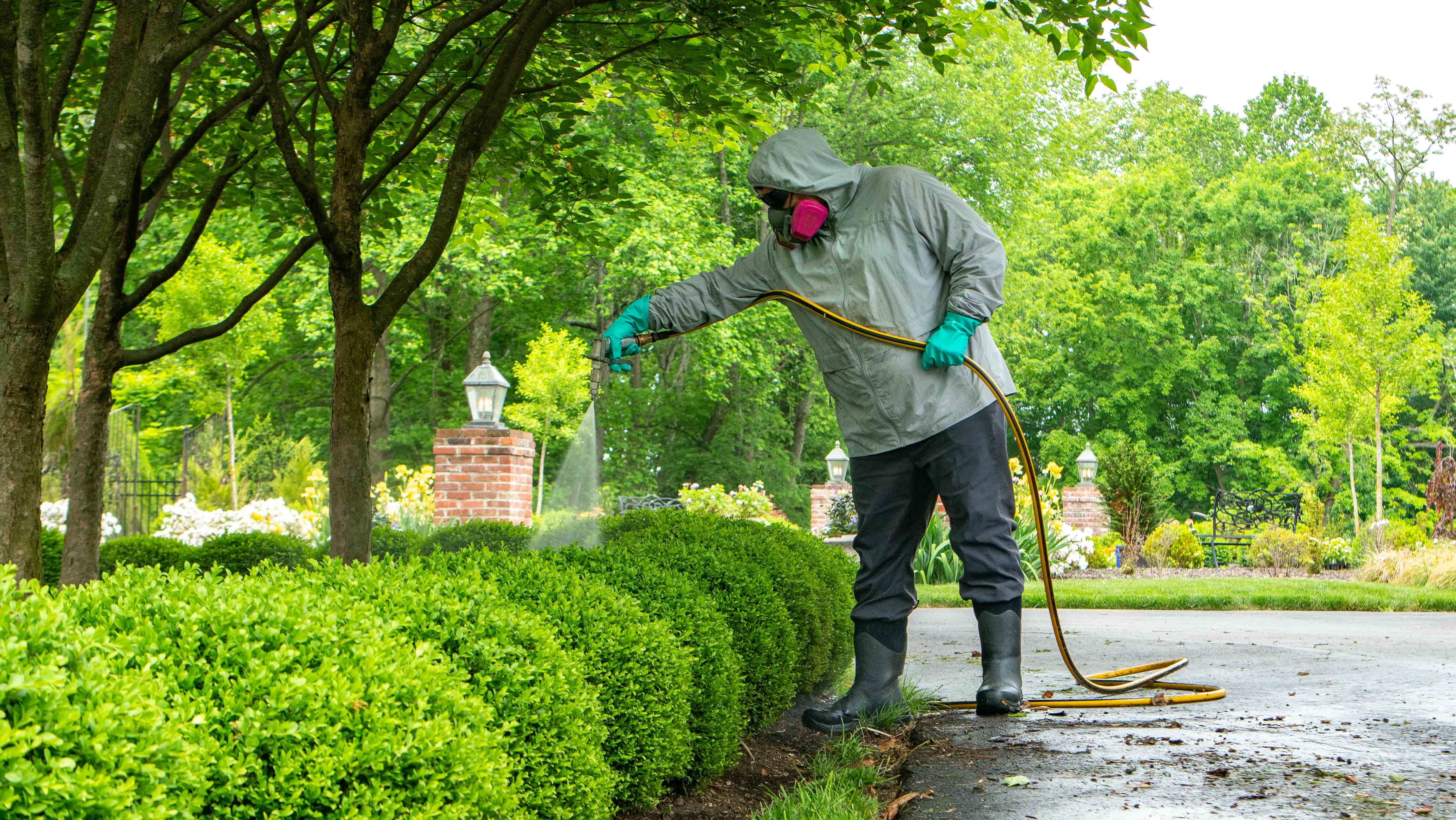 protecting plants from pests by spraying