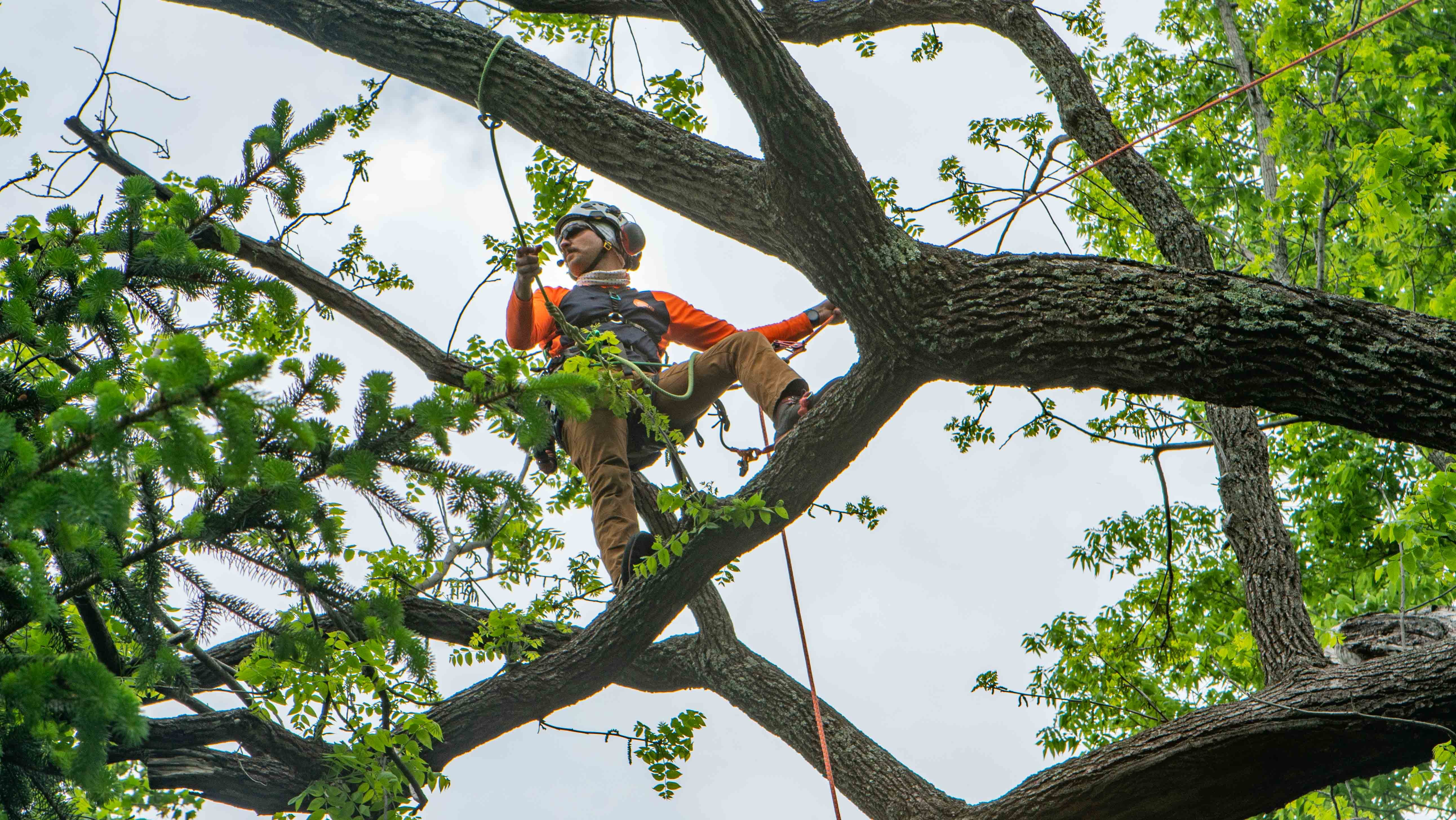 Tree-climbing-tree-removal