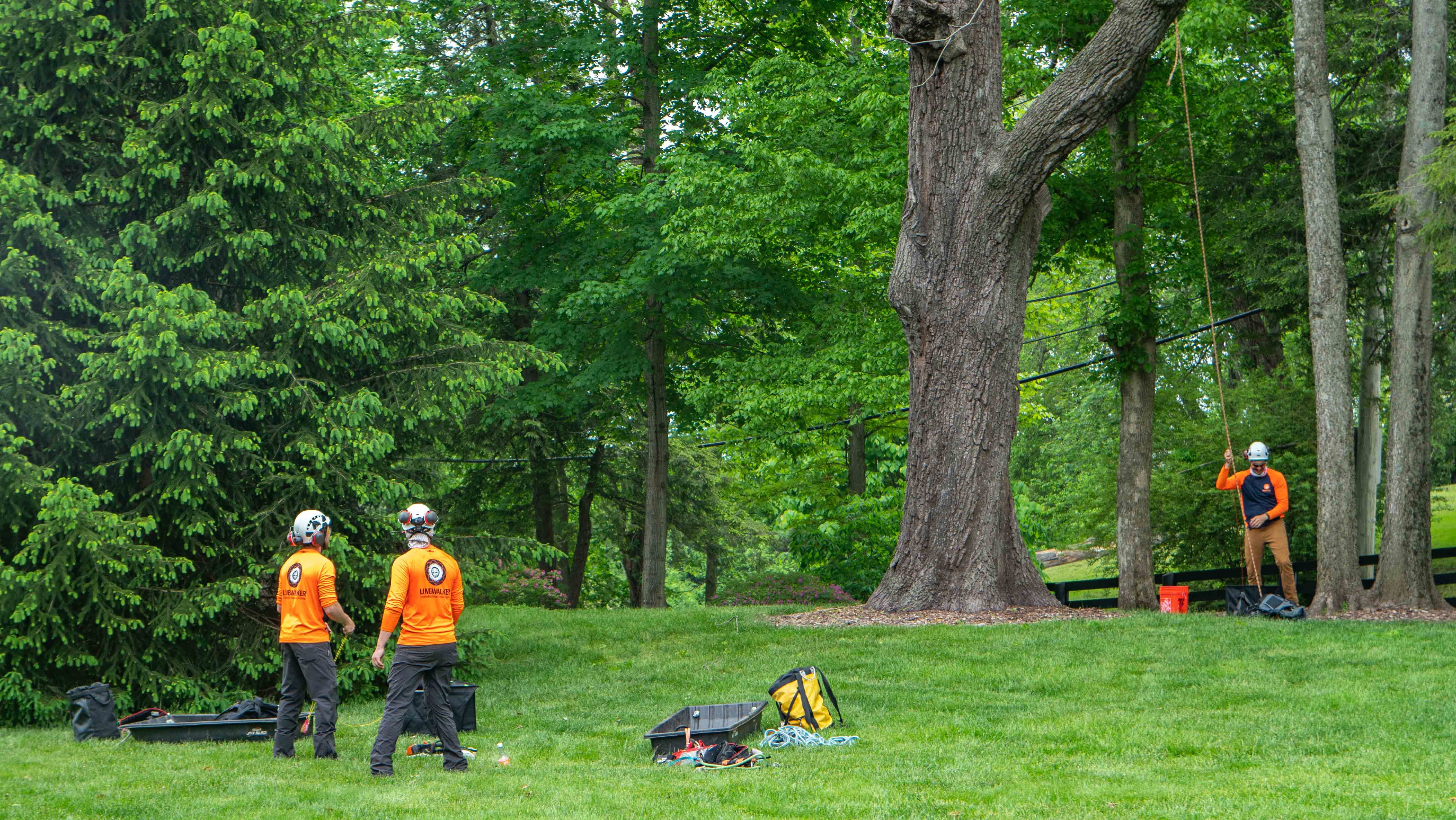 Tree-crew-climbing