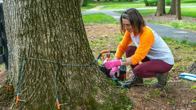 Tree-injection-emerald-ash