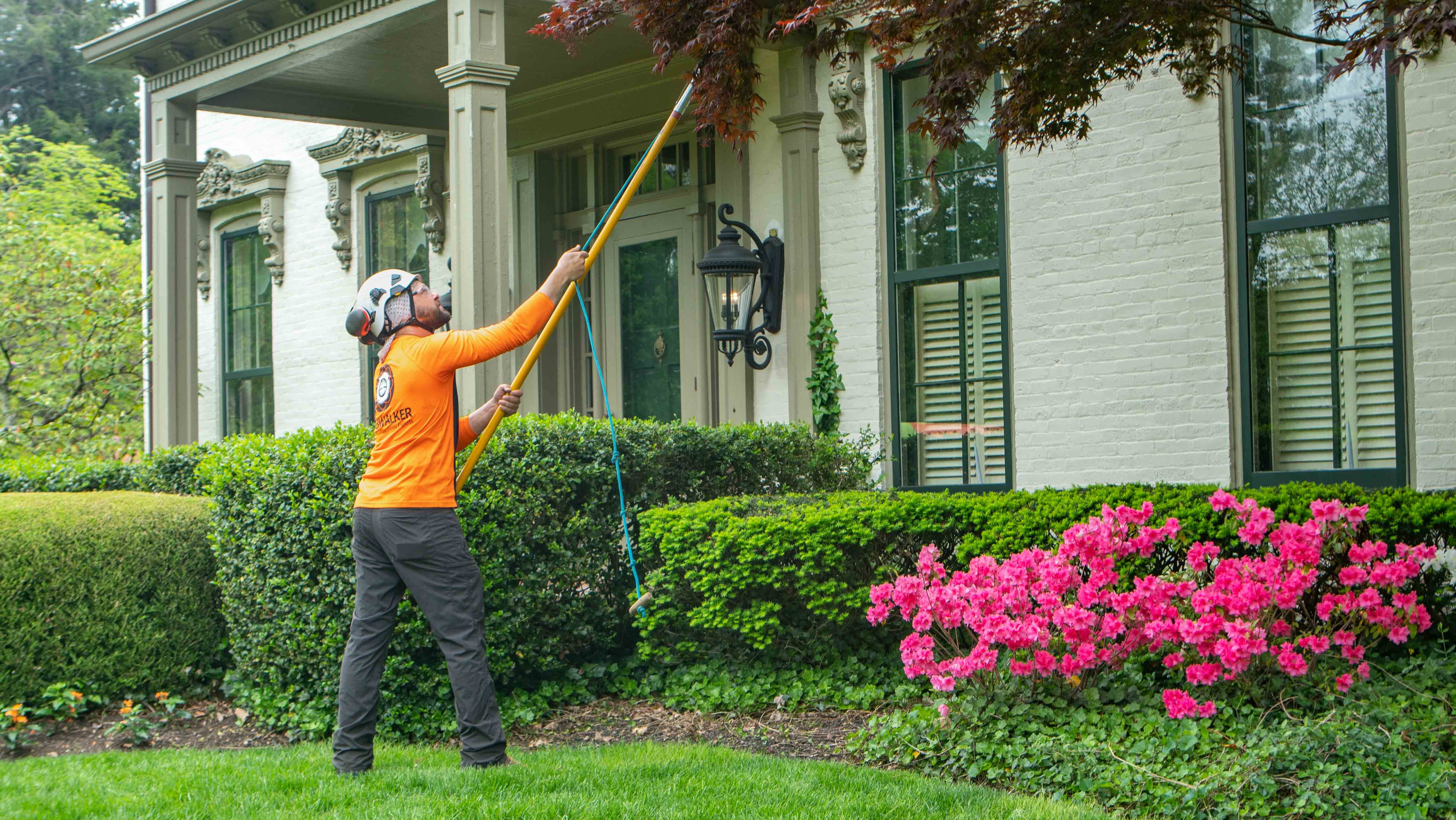 Tree-pruning-crew