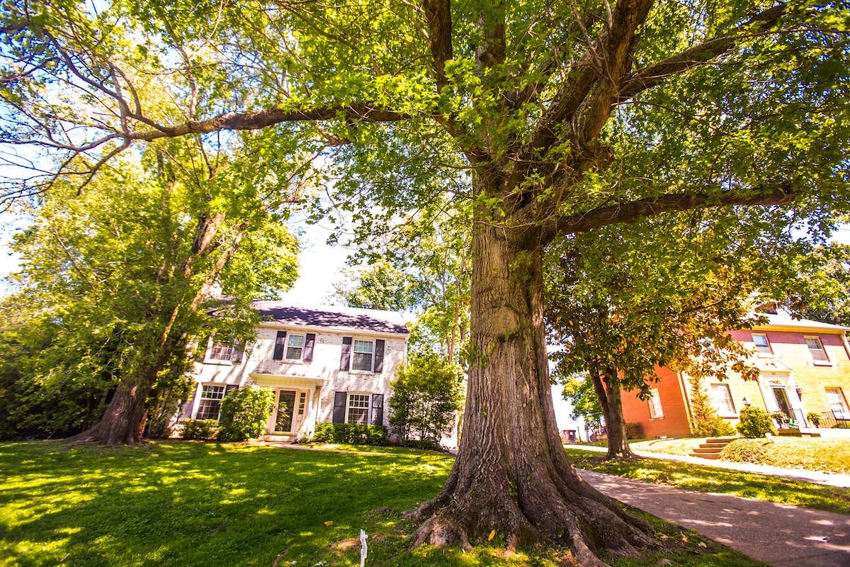 Tree-in-yard