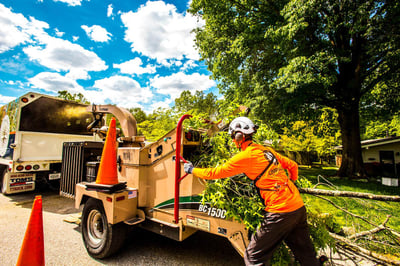 cut down tree being put through grinder 