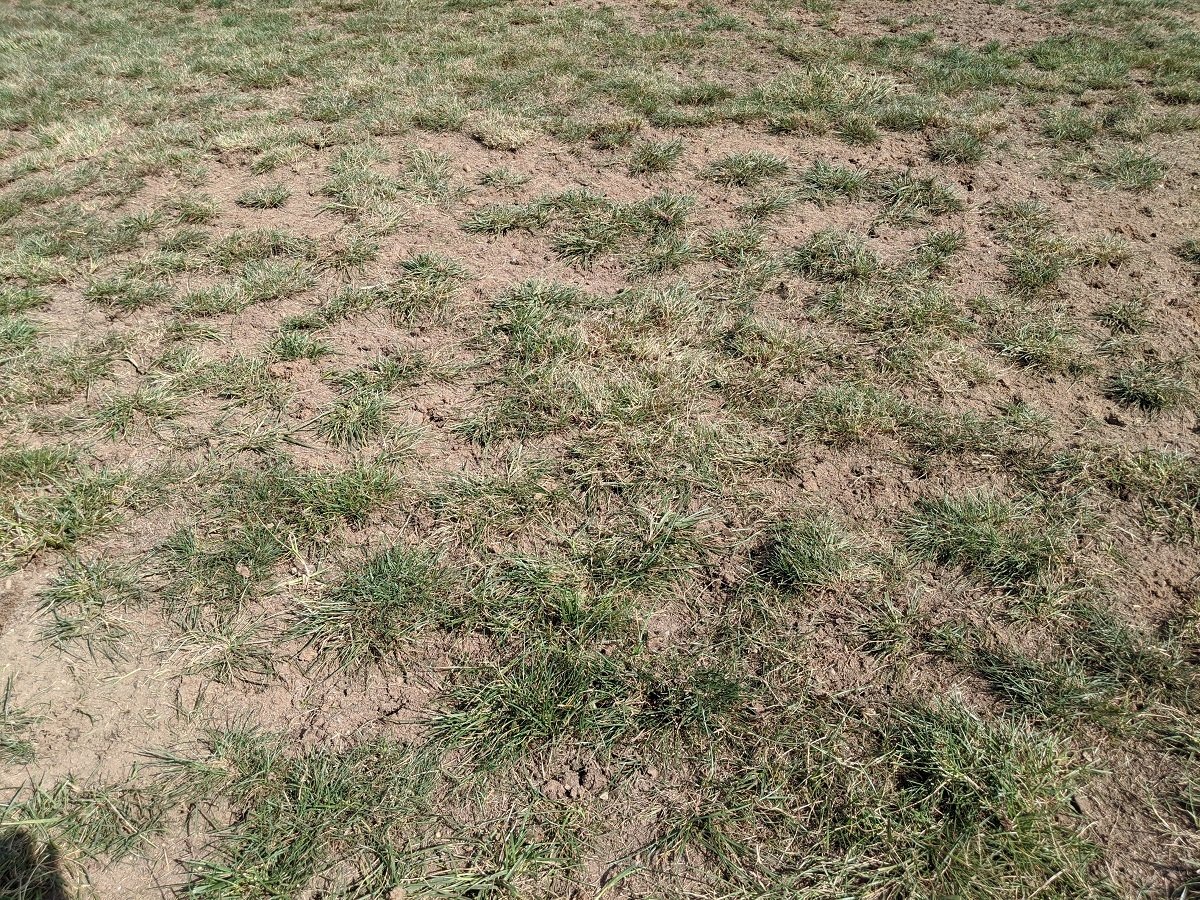 bare spots in lawn