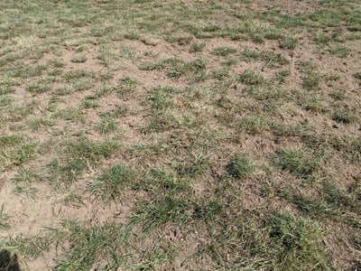 bare spots in lawn 