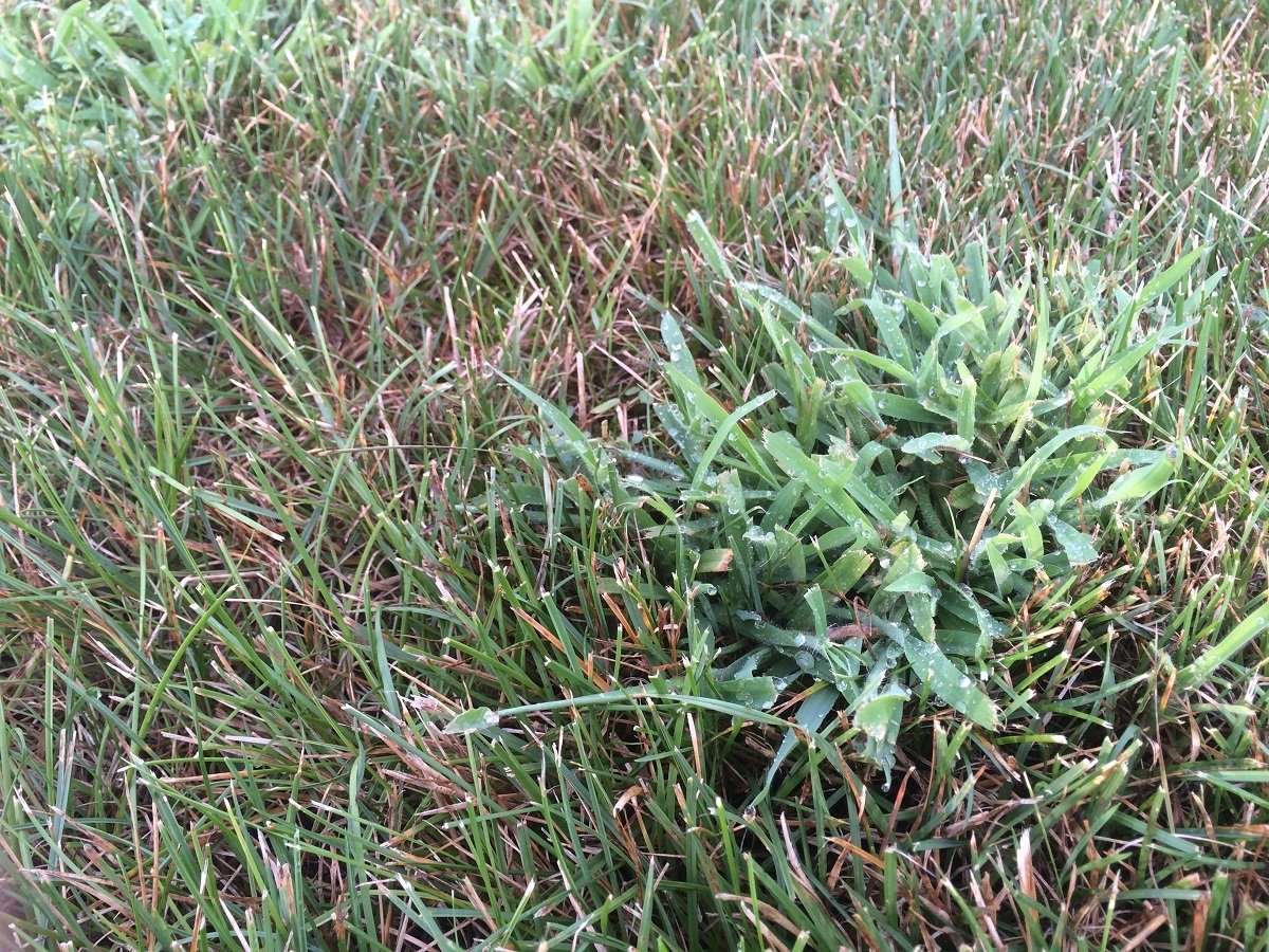 crabgrass in lawn
