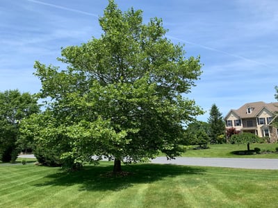tree green lawn