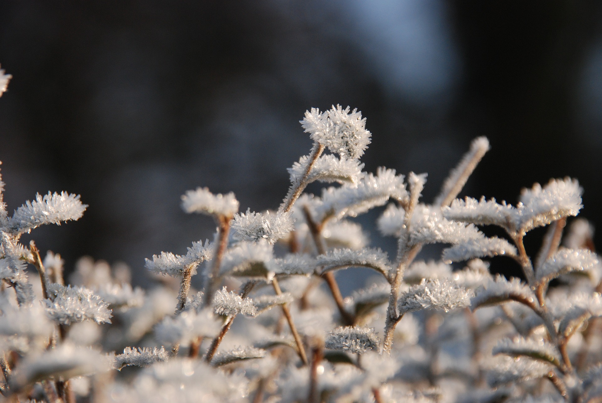 frozen plants in winter