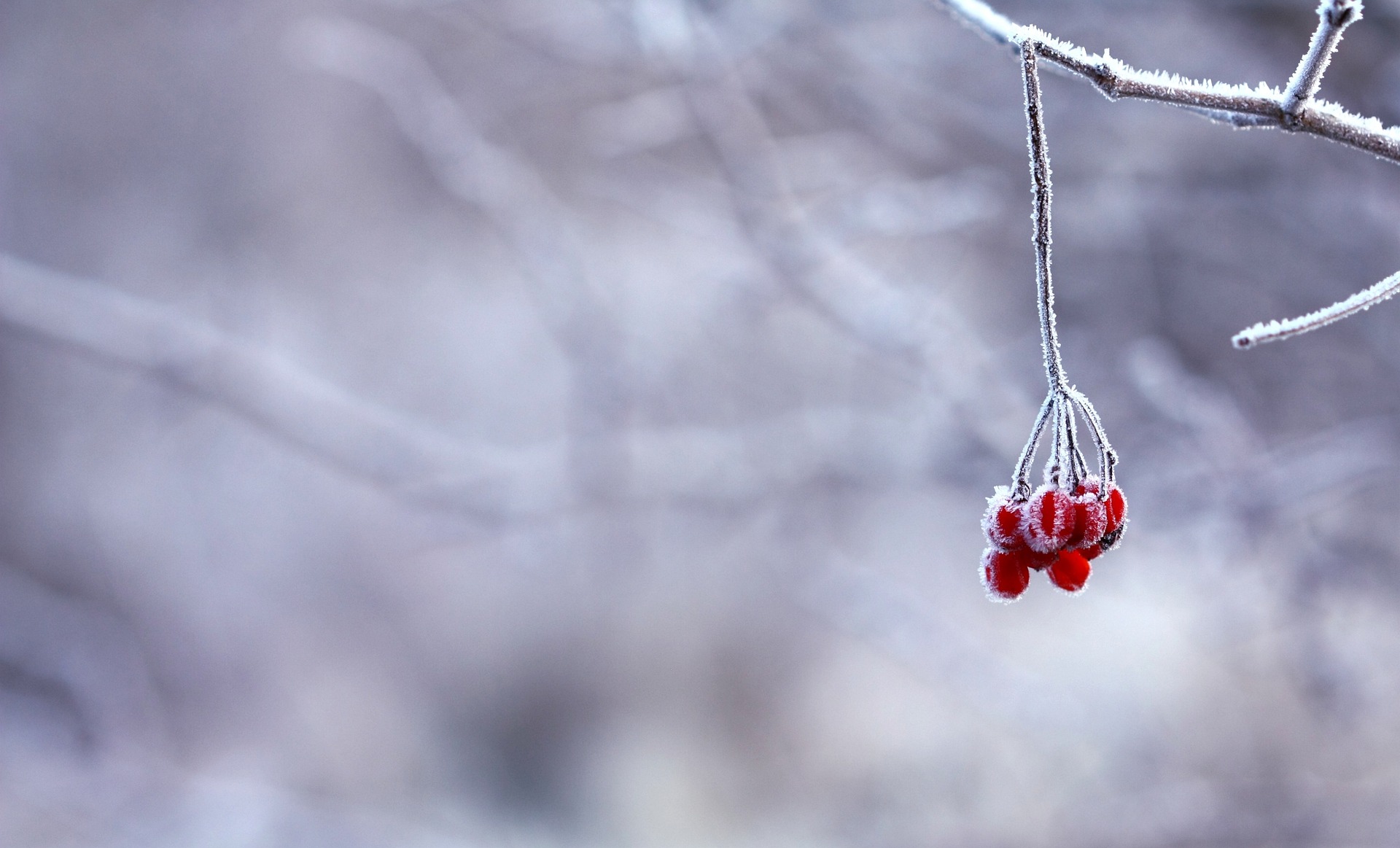 frozen plants