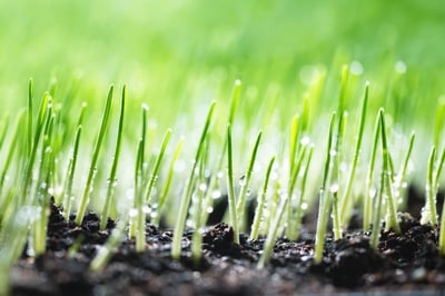 Freshly seeded grass