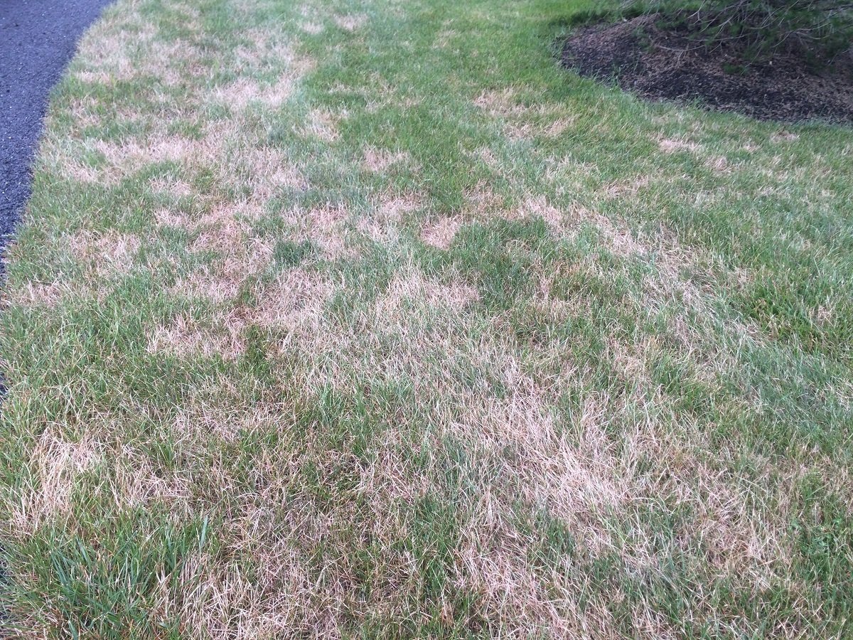 lawn with disease and brown patches