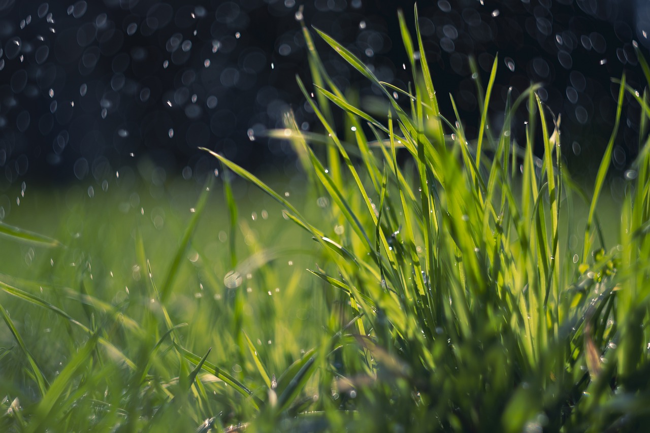 raining on grass