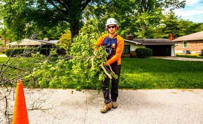 tree crew ground assistant