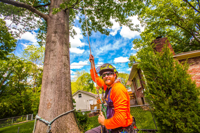 tree crew leader assistant