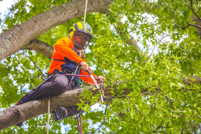 tree crew leader