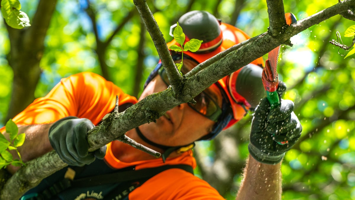 crew trimming tree