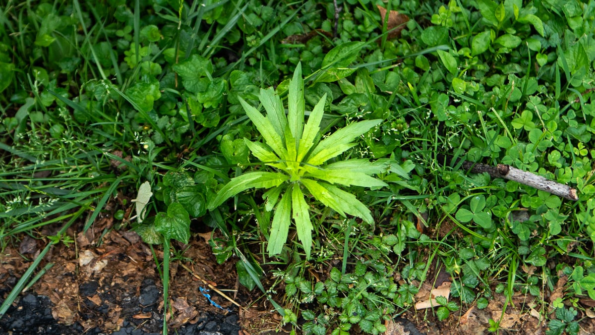 weed lawn care