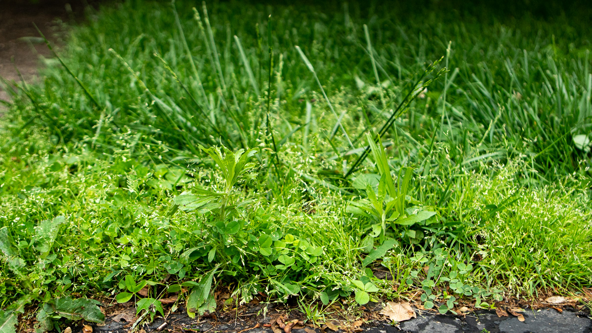 Lawn Weeds 9