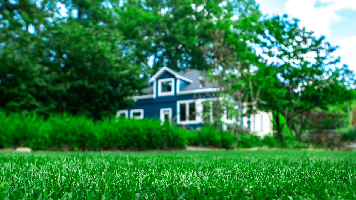 green grass in front yard with house in background 