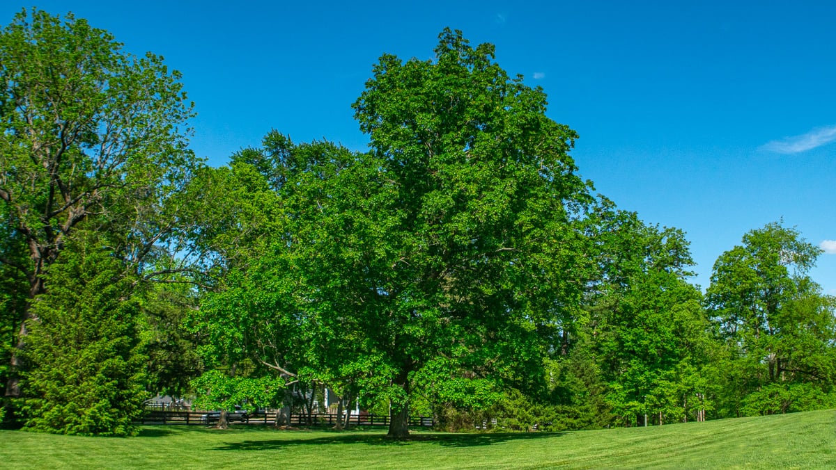 large tree in middle of green lawn 