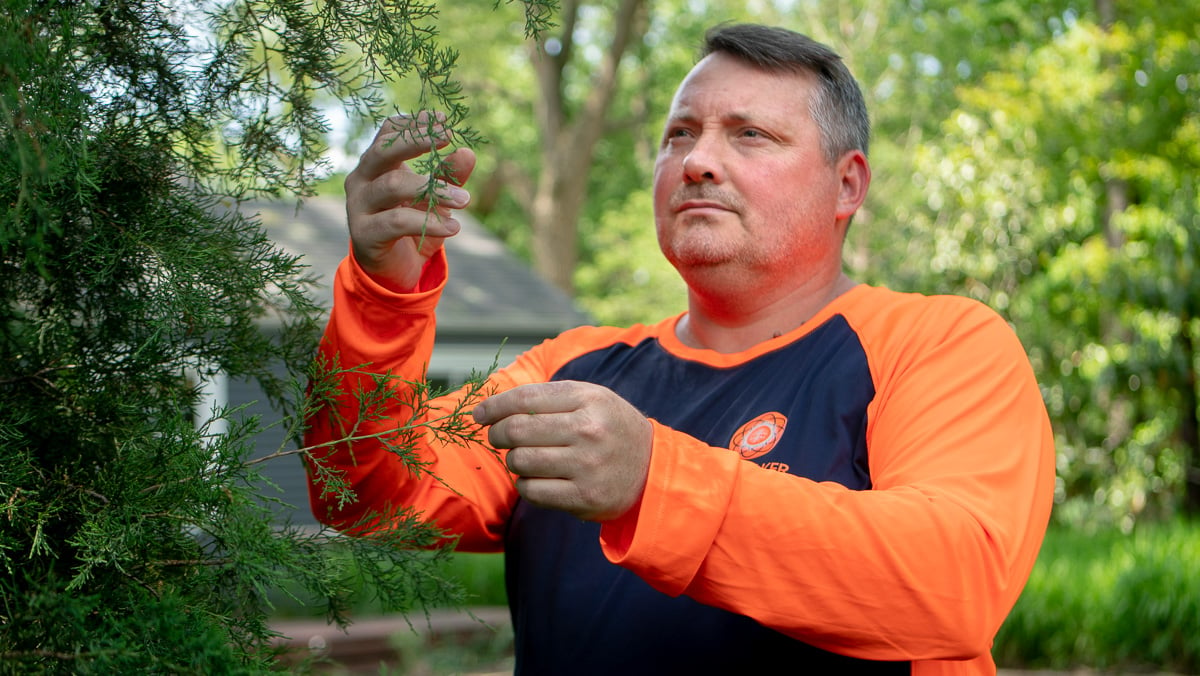 Technician looking closely at tree 