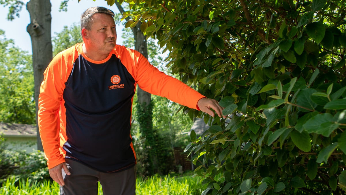 arborist inspecting shrub