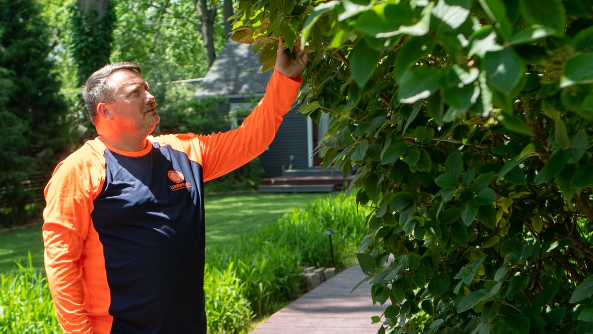 crew examining tree leaves 