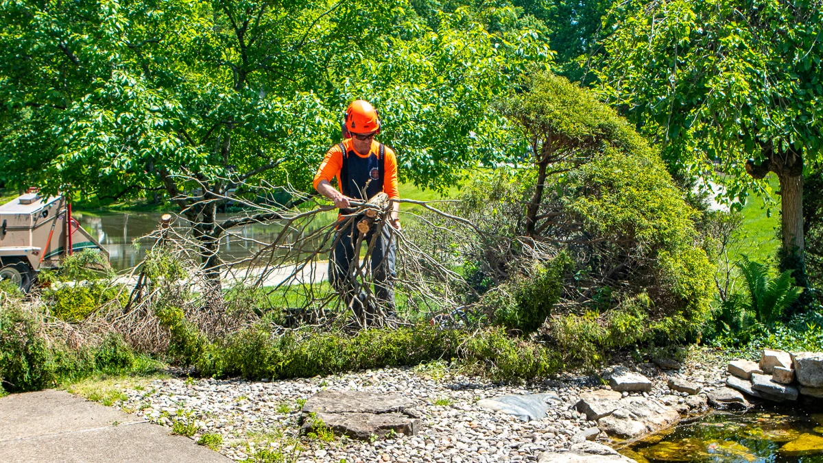 Small Tree Removal Clean Up Arborist 5