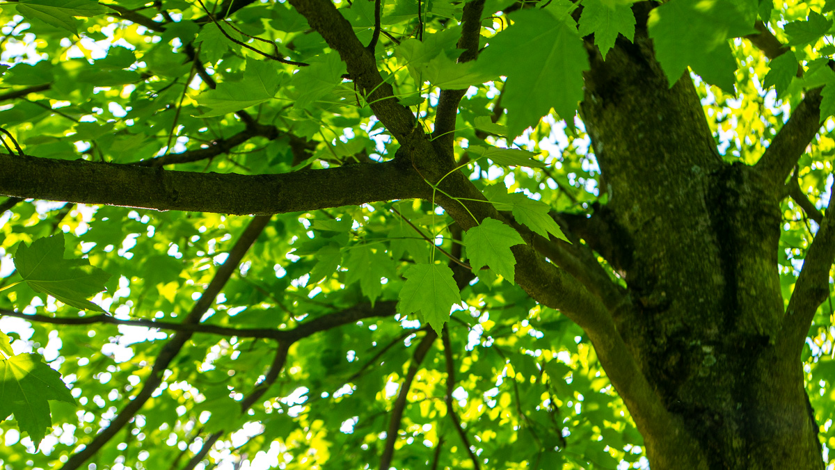 close up of trees 