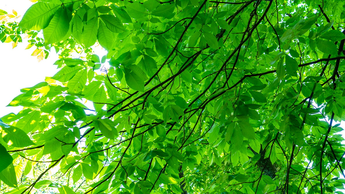 view of tree from ground 