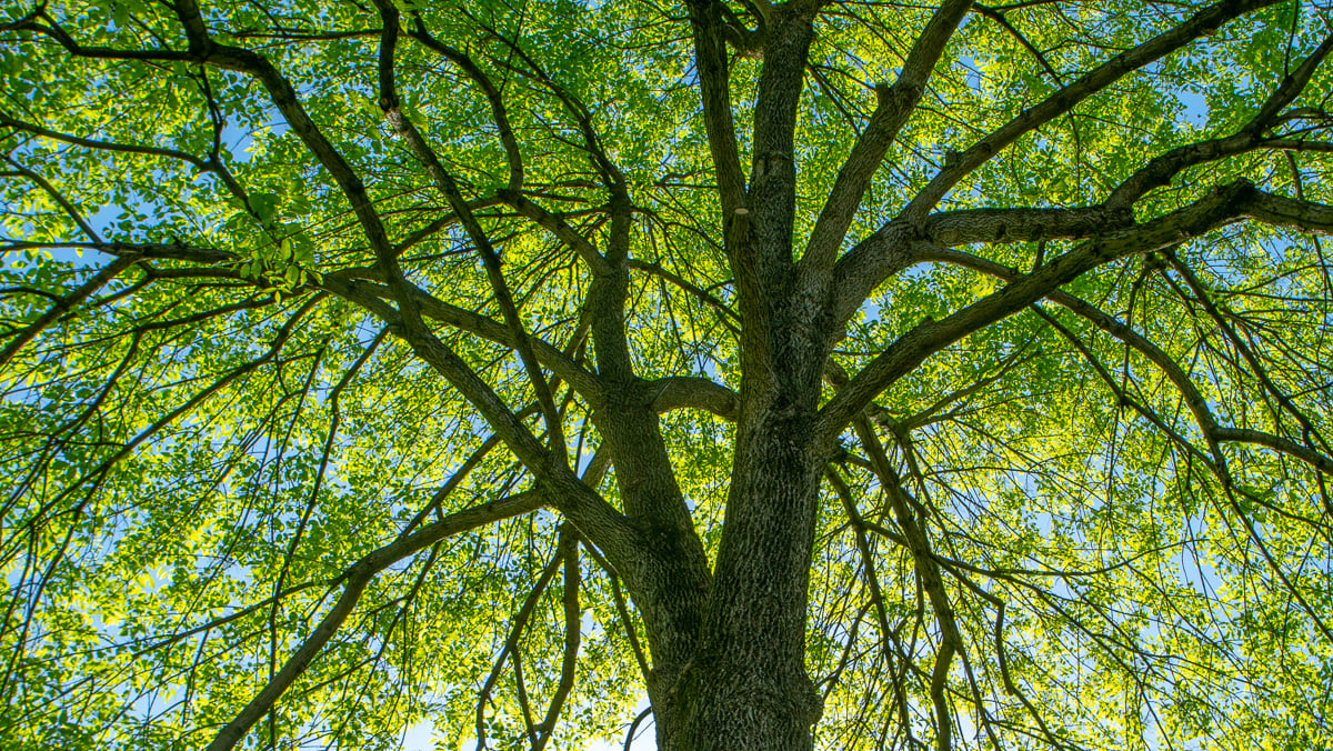 upward view of tree