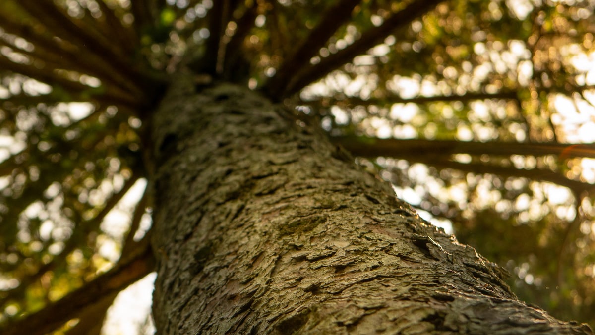 upward view of tree