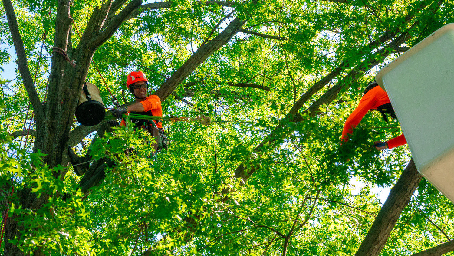 Tree crew cabling and bracing trees 4